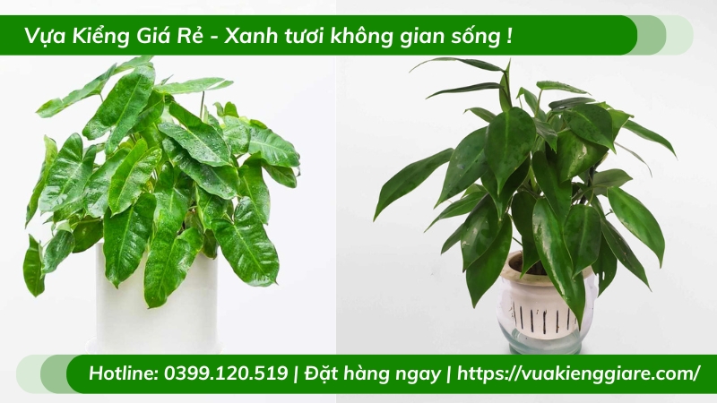 Cây trầu bà tỷ phú trồng chậu để bàn