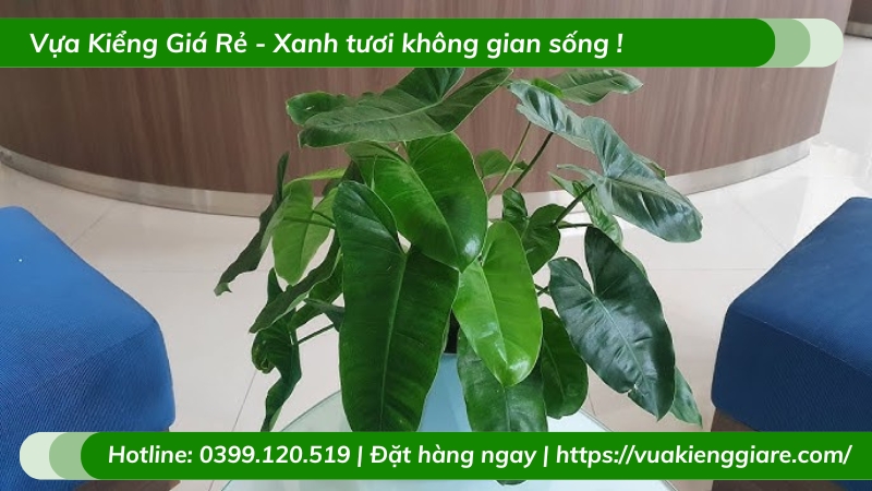 Cây trầu bà tỷ phú trồng chậu để bàn