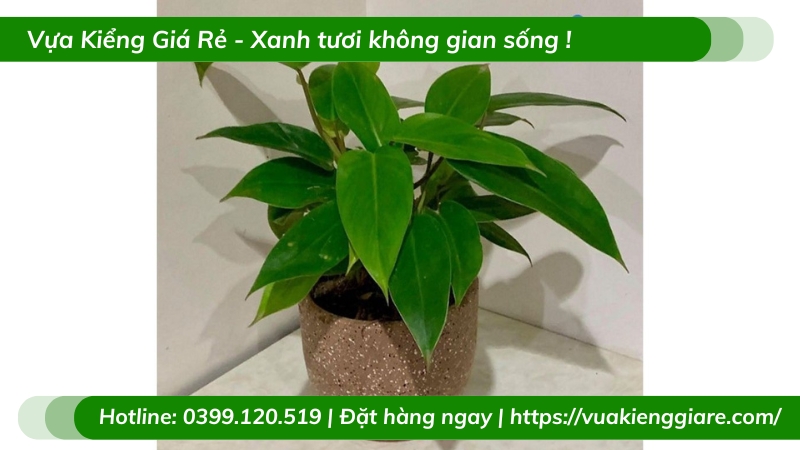 Cây trầu bà tỷ phú trồng chậu để bàn