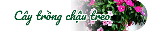 cây trồng chậu treo