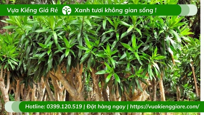 Cây trúc bách hợp dáng tree tán dù trồng chậu nội thất