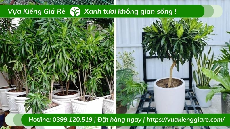 Cây trúc bách hợp dáng tree tán dù trồng chậu nội thất
