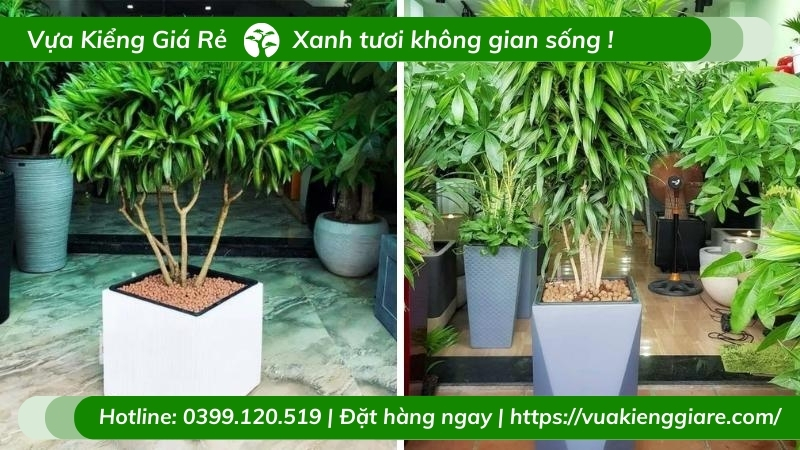 Cây trúc bách hợp dáng tree tán dù trồng chậu nội thất