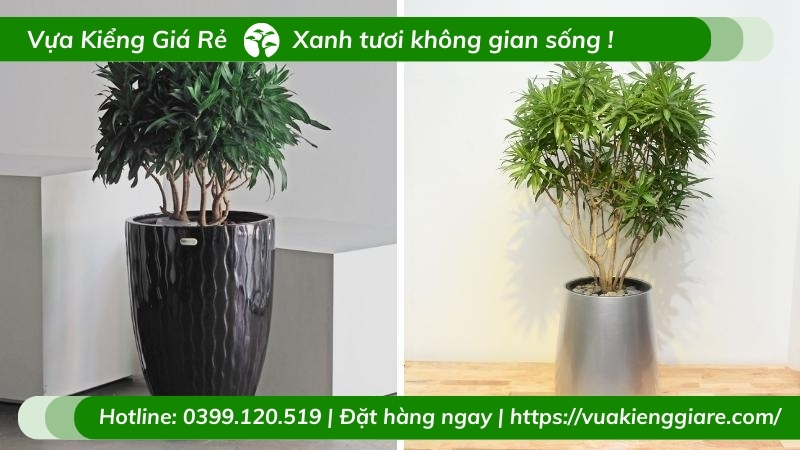 Cây trúc bách hợp dáng tree tán dù trồng chậu nội thất