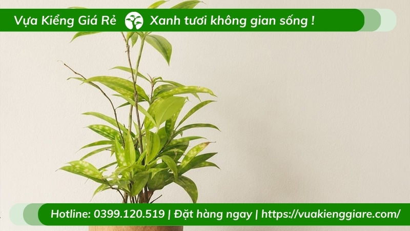 Cây trúc nhật trồng chậu sống bền