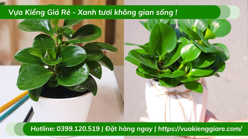 Cây trường sinh lá xanh trồng chậu để bàn