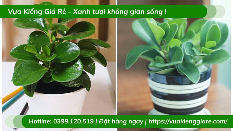 cách chăm sóc cây trường sinh