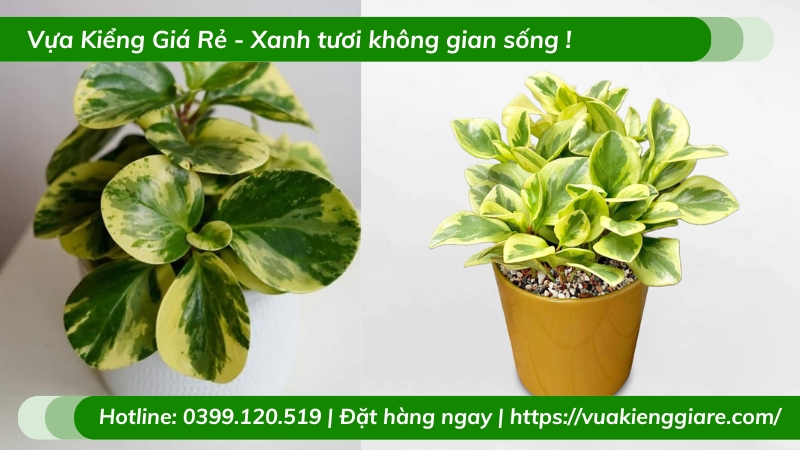 Cây trường sinh cẩm thạch để bàn