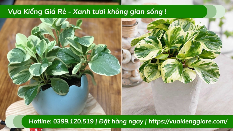 Cây trường sinh cẩm thạch để bàn
