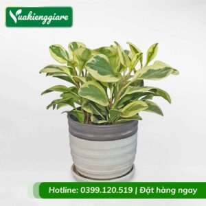 Cây trường sinh cẩm thạch để bàn