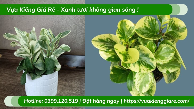 cách chăm sóc cây trường sinh