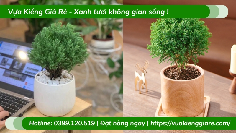 Cây tùng bồng lai để bàn