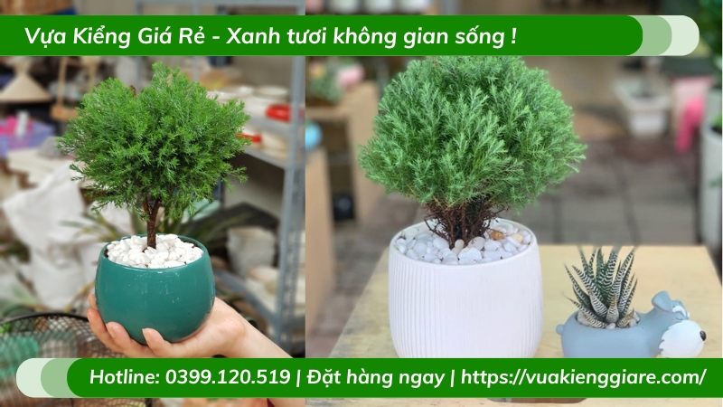 Cây tùng bồng lai để bàn