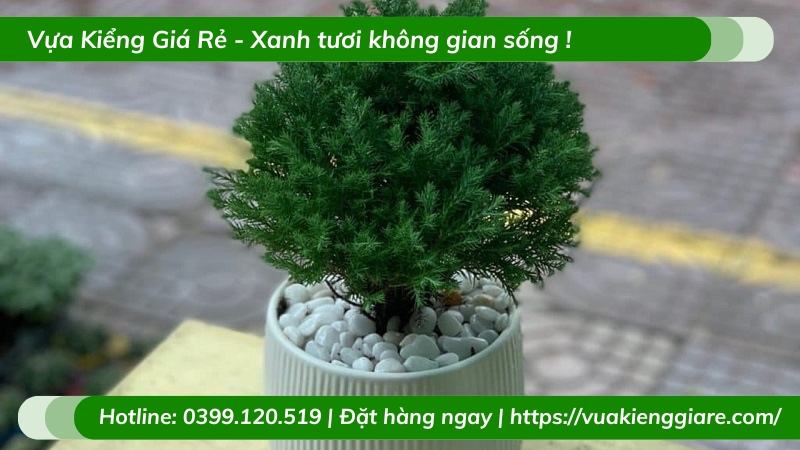 Cây tùng bồng lai để bàn