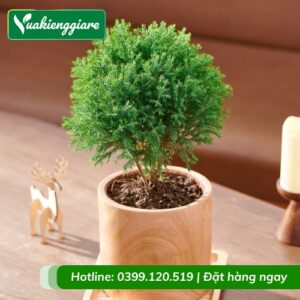 Cây tùng bồng lai để bàn