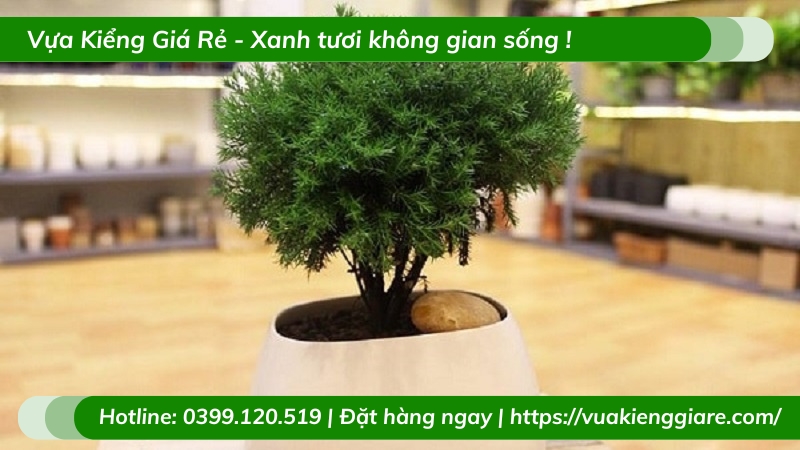Cây tùng bồng lai để bàn