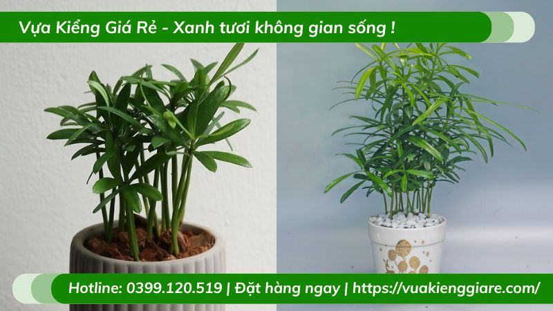Cây tùng la hán chậu để bàn