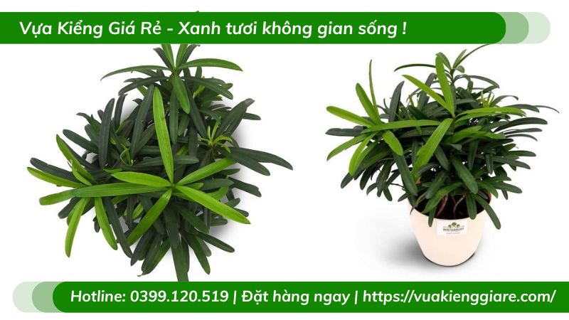 Cây tùng la hán chậu để bàn