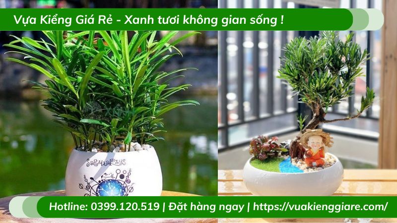 Cây tùng la hán chậu để bàn