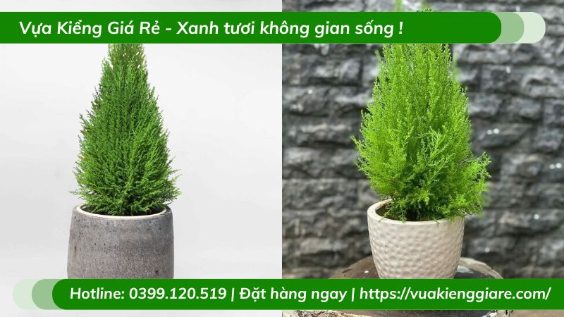 Cây tùng thơm chậu để bàn