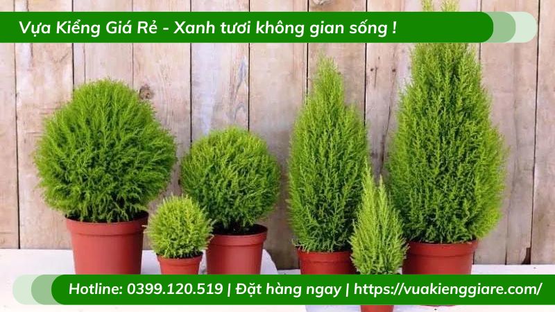 Cây tùng thơm chậu để bàn