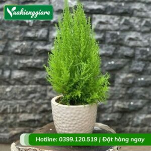 Cây tùng thơm chậu để bàn