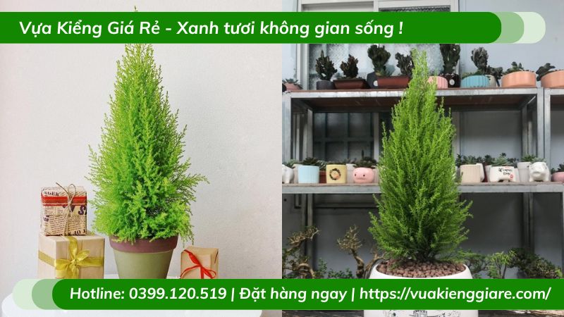 Cây tùng thơm chậu để bàn