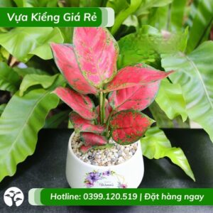 cây vạn lộc lá đỏ