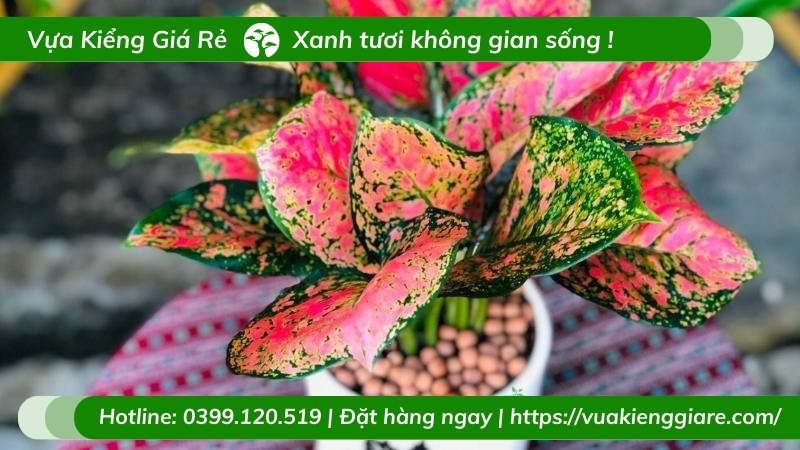 cây vạn lộc lá đỏ