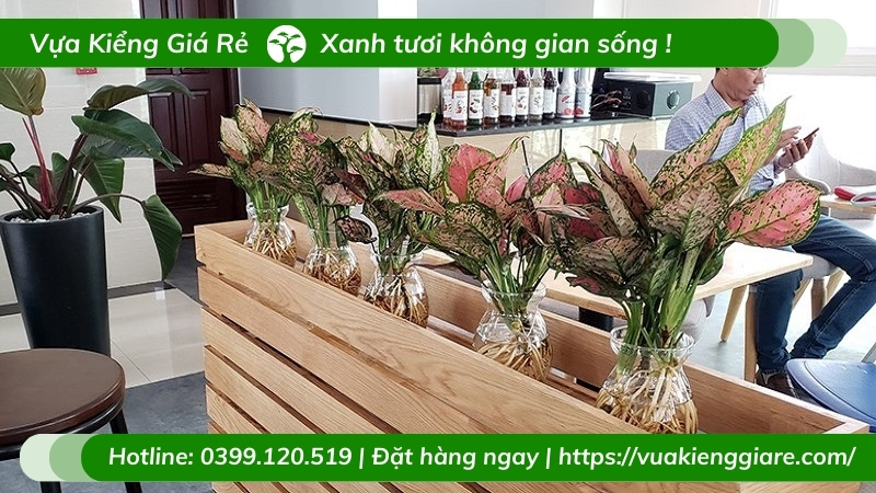 cây vạn lộc lá đỏ