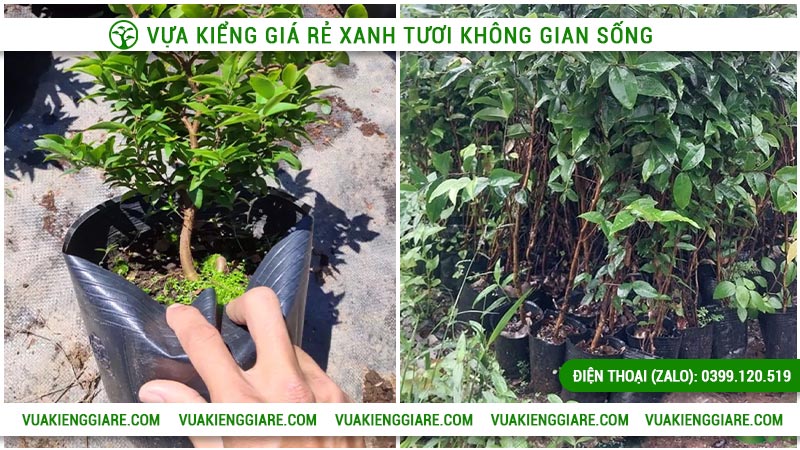 Kỹ thuật chăm sóc nho thân gỗ tứ quý