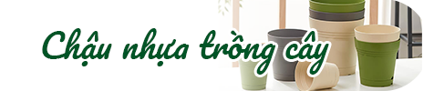 Chậu nhựa trồng cây