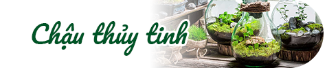 Chậu thủy tinh