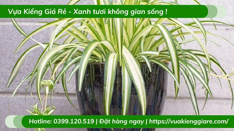 Cỏ lan chi trồng chậu để bàn