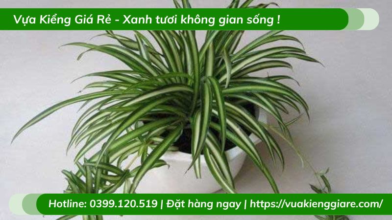 Cỏ lan chi trồng chậu để bàn