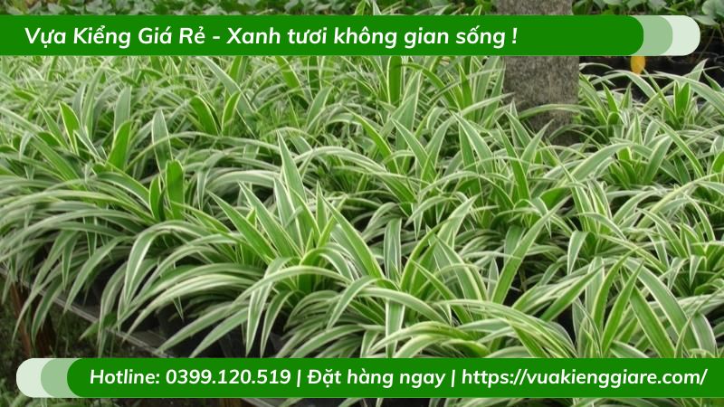 Cỏ lan chi trồng chậu để bàn