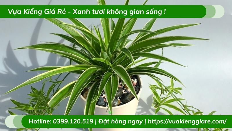 Cỏ lan chi trồng chậu để bàn