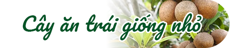 cây ăn trái giống nhỏ