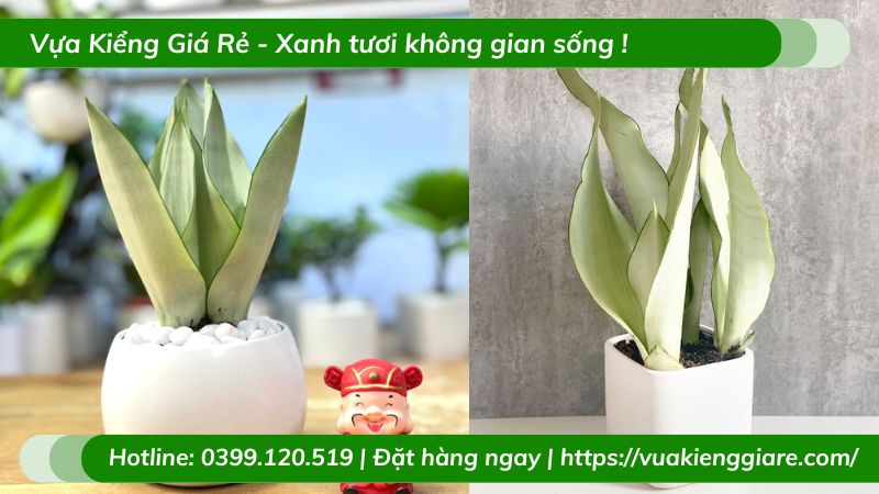 Lưỡi hổ bạch kim trồng chậu để bàn làm việc