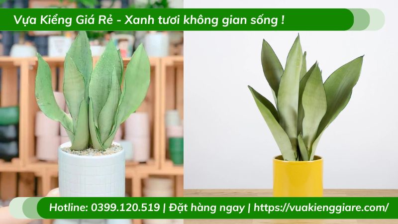Lưỡi hổ bạch kim trồng chậu để bàn làm việc