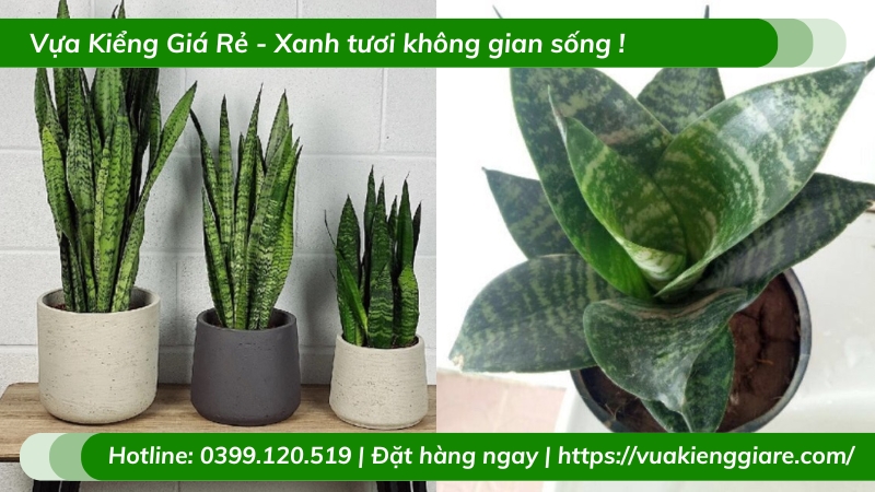 Lưỡi hổ xanh chậu nhỏ để bàn