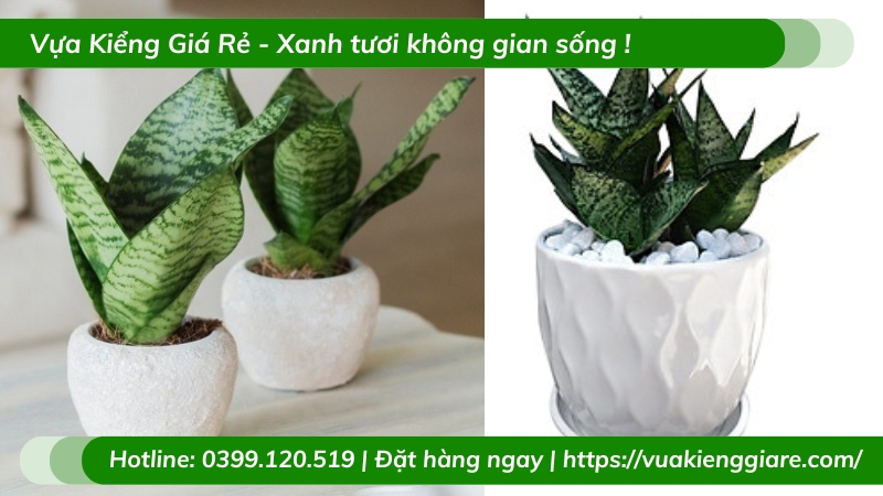 Lưỡi hổ xanh chậu nhỏ để bàn