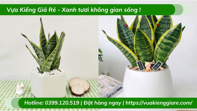 Lưỡi hổ xanh chậu nhỏ để bàn