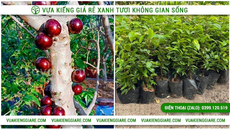 Thông tin và đặc điểm về loại nho thân gỗ 12 vụ