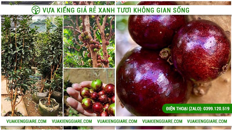 Công dụng của cây nho thân gỗ 12 vụ