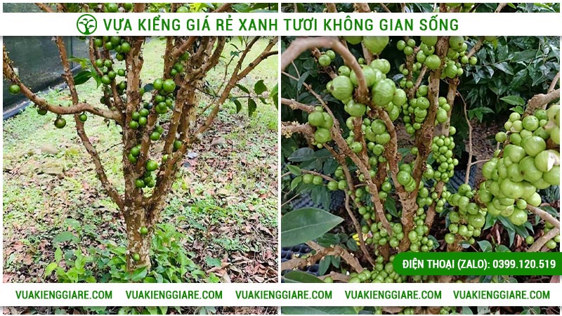 Kỹ thuật trồng và cách chăm sóc nho thân gỗ