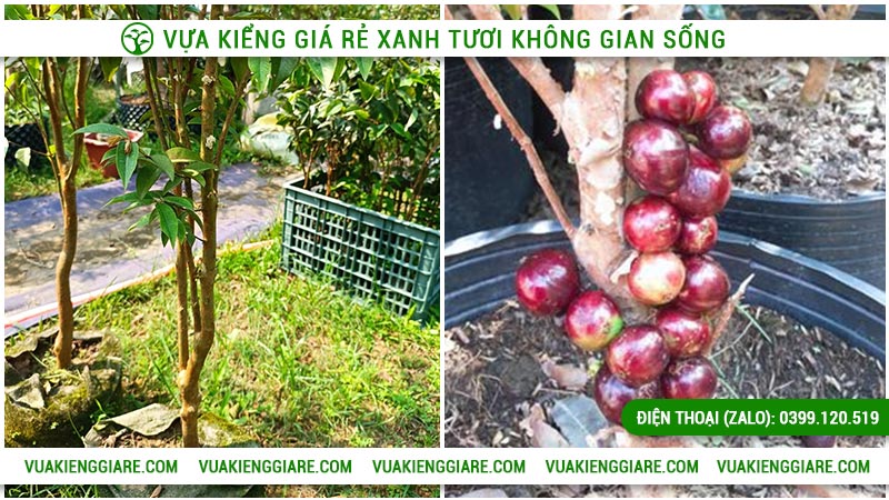 Nho thân gỗ 12 vụ trồng bao lâu có trái đỏ