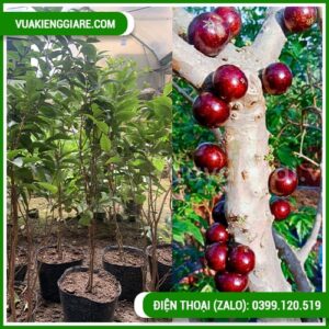 cây nho thân gỗ 12 vụ dễ trông ra trái quanh năm