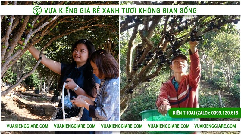 Cách thu hoạch nho tứ quý thân gỗ