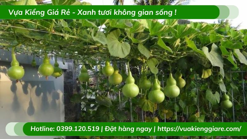 Cây bầu hồ lô leo giàn